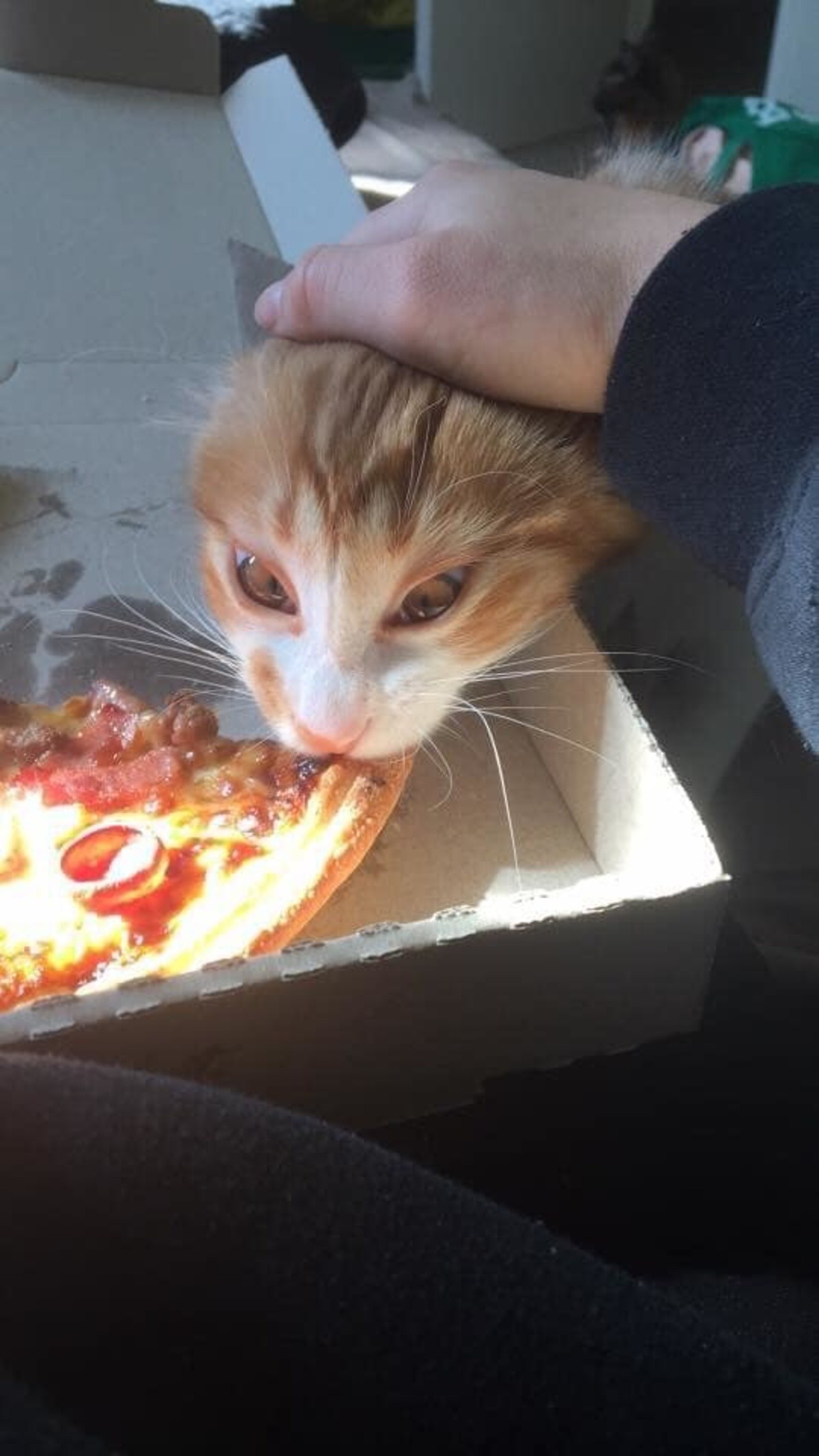 Украл пиццу. Кот и пицца. Кот булка. Что нельзя котикам. Не коты.